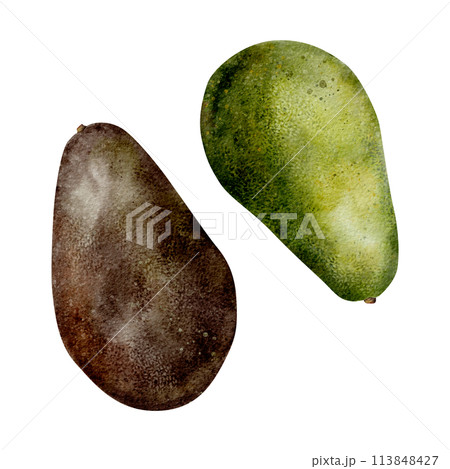 set of Watercolor ripe avocado. Hand drawn illustration on isolated background. Botanical clipart of tropical Fruit for food packaging design. Vegetable art set of Watercolor ripe avocado. Hand drawn illustration on isolated background. Botanical clipart of tropical Fruit for food packaging design. Vegetable art 113848427
