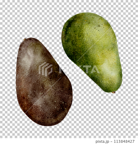 set of Watercolor ripe avocado. Hand drawn illustration on isolated background. Botanical clipart of tropical Fruit for food packaging design. Vegetable art set of Watercolor ripe avocado. Hand drawn illustration on isolated background. Botanical clipart of tropical Fruit for food packaging design. Vegetable art 113848427