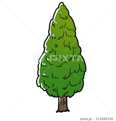 シンプルな杉の木のイラスト 113848526