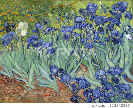 Irises by Vincent van Gogh, 1889 Irises by Vincent van Gogh, 1889 113848557