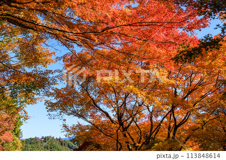 日本紅葉の名所100選　愛知県豊田市香嵐渓 113848614