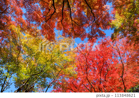 日本紅葉の名所100選　愛知県豊田市香嵐渓 113848621