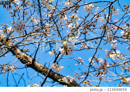 桜の蜜を吸うメジロ 桜の蜜を吸うメジロ 113848659