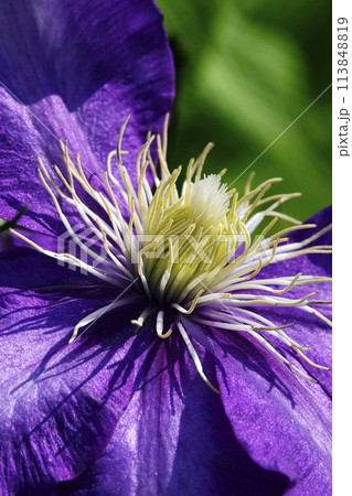 春4月に咲く大輪の紫色のクレマチスの花 春4月に咲く大輪の紫色のクレマチスの花 113848819