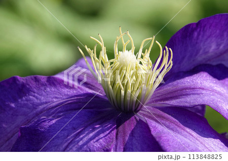 春4月に咲く大輪の紫色のクレマチスの花 春4月に咲く大輪の紫色のクレマチスの花 113848825