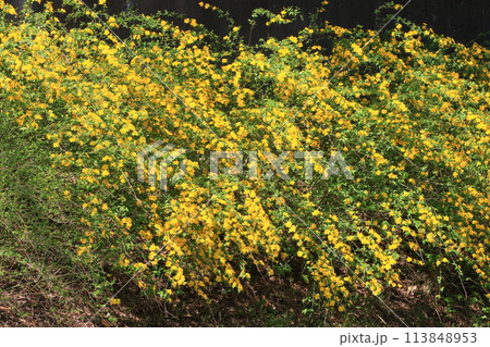 黄色の花が満開の山吹 山吹の花 黄色の花が満開の山吹 山吹の花 113848953