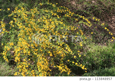 黄色の花が満開の山吹 山吹の花 黄色の花が満開の山吹 山吹の花 113848957