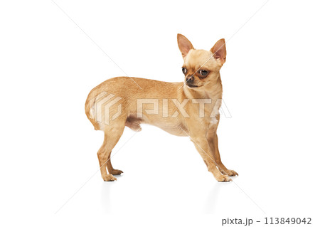 Tiny Purebred Chihuahua with perked ears posing against white studio background. Funny, little dog looking alert. 113849042