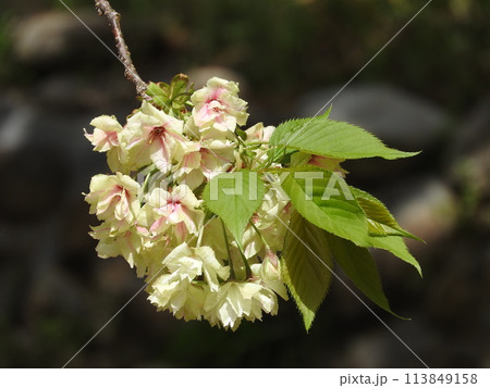 淡い黄緑色の花を咲かし花色がピンクに色変化する「鬱金桜(ウコンザクラ)」 淡い黄緑色の花を咲かし花色がピンクに色変化する「鬱金桜(ウコンザクラ)」 113849158