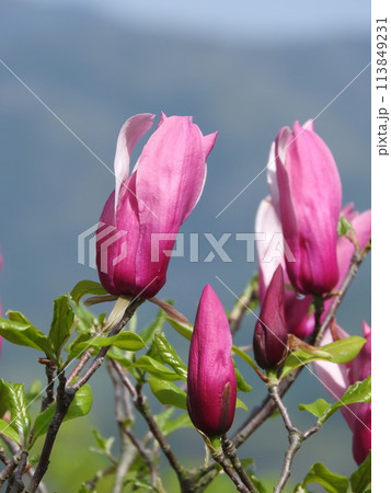 シモクレンの花 113849231
