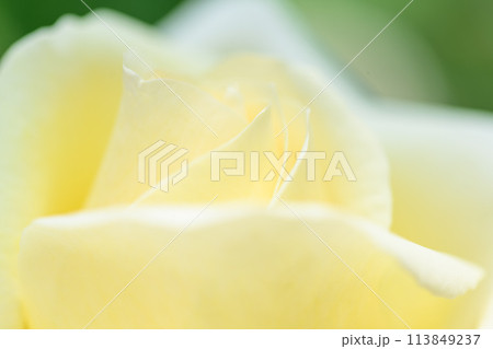 美しい自然の光芒に映えるバラの花【ショパン】クローズアップ・マクロ撮影（はな阿蘇美）) 113849237