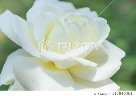 美しい自然の光芒に映えるバラの花【ホワイトクリスマス】クローズアップ撮影（はな阿蘇美）) 113849361