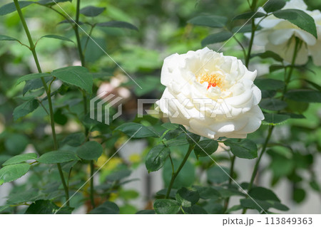 美しい自然の光芒に映えるバラの花【ホワイトクリスマス】（はな阿蘇美）) 113849363
