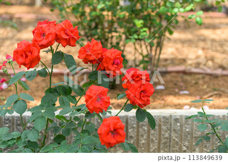 美しい自然光芒に映える赤いバラの花【オリンピックファイヤー】（はな阿蘇美）) 113849639