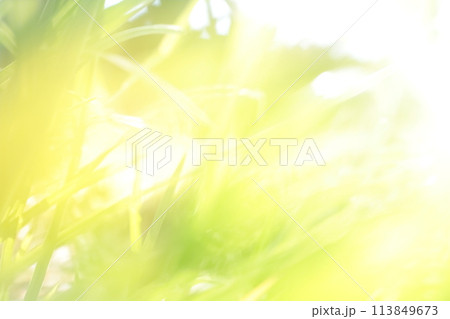 風に揺れる爽やかな新緑 風に揺れる爽やかな新緑 113849673