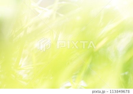 風に揺れる爽やかな新緑 113849678