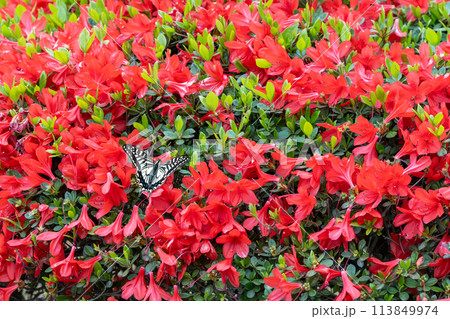 赤いツツジの花とアゲハ蝶 113849974