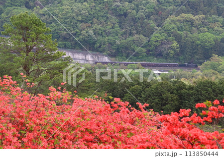 金尾山のヤマツツジと秩父鉄道SLパレオエクスプレス号（旧型客車特別運行） 113850444