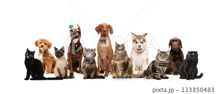 Collage. Unusual animals, purebred dogs and cats, companions looking curiously at camera against white studio background. 113850483