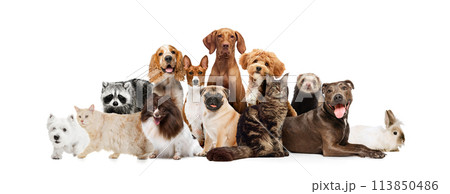 Collage. Group of animal l friends standing together looking curiously at the camera against white studio background. Collage. Group of animal l friends standing together looking curiously at the camera against white studio background. 113850486