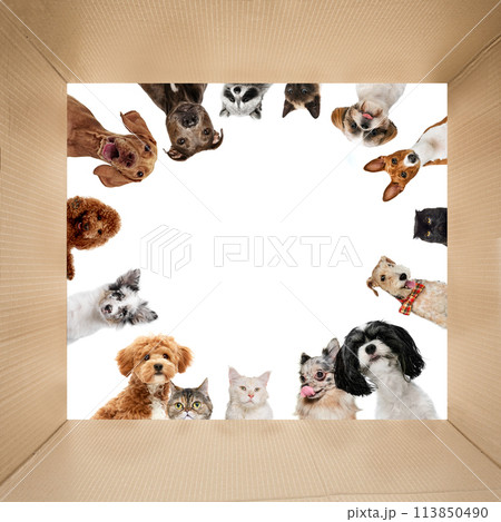 Collage. Group of animals curiously peering out of a cardboard box against white studio background. 113850490