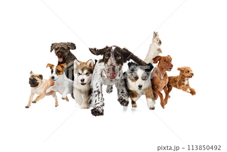 Collage. Group of different, purebred dogs running together with one little rabbit against white studio background. 113850492