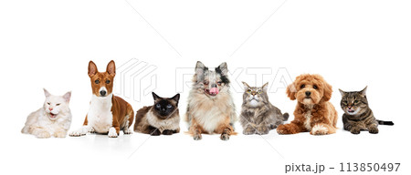 Collage. Group of dogs and cats of different breeds sitting in a row against white studio background. Funny muzzles. 113850497