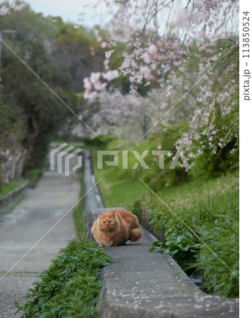春の夕方の公園にいるかわいい野良猫の様子と満開の桜 113850524
