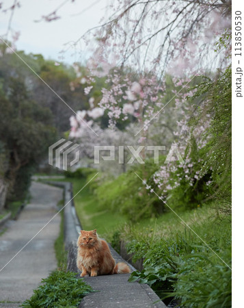 春の夕方の公園にいるかわいい野良猫の様子と満開の桜 113850530
