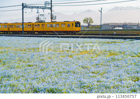 三岐鉄道北勢線大泉駅、満開のネモフィラ〈三重県いなべ市〉 113850757