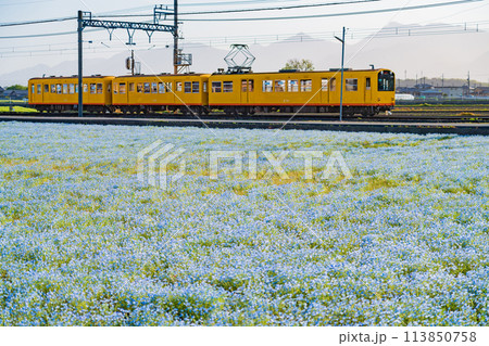 三岐鉄道北勢線大泉駅、満開のネモフィラ〈三重県いなべ市〉 113850758