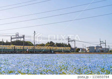 三岐鉄道北勢線大泉駅、満開のネモフィラ〈三重県いなべ市〉 113850784