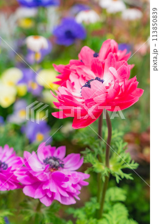 春の久屋大通庭園フラリエ、満開の花々〈愛知県名古屋市〉 113850839