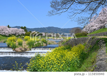 桜や菜の花咲く4月の京都市賀茂川の風景 桜や菜の花咲く4月の京都市賀茂川の風景 113850940