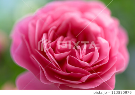美しい自然光芒に映えるピンク赤いバラの花【ロサ・ケンティファリア】クローズアップ撮影(はな阿蘇美)) 美しい自然光芒に映えるピンク赤いバラの花【ロサ・ケンティファリア】クローズアップ撮影(はな阿蘇美)) 113850979