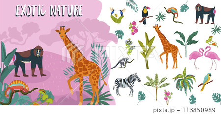 Hand drawn flat exotic flora and fauna icon illustration collection with wild animals and tropical plants 113850989