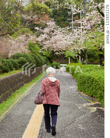 桜満開の街の道を歩く一人のシニア女性の姿 113851178