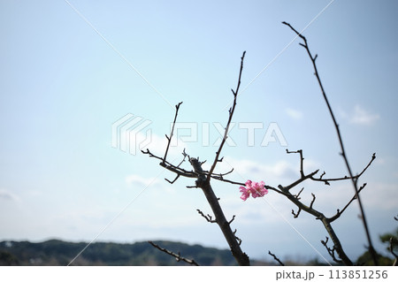 カイドウの枝を色付ける一輪の花びら カイドウの枝を色付ける一輪の花びら 113851256