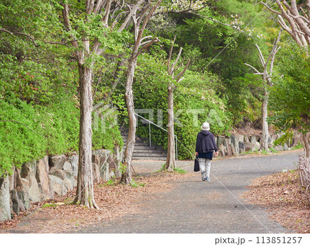 春の公園で散歩する一人のシニア女性の姿 113851257
