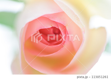 美しい自然の光芒に映えるバラの花【マ・ノルマンディー】クローズアップ・マクロ撮影(はな阿蘇美)) 美しい自然の光芒に映えるバラの花【マ・ノルマンディー】クローズアップ・マクロ撮影(はな阿蘇美)) 113851261