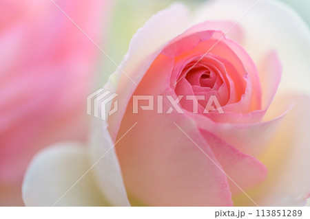 美しい自然の光芒に映えるバラの花【マ・ノルマンディー】クローズアップ・マクロ撮影（はな阿蘇美）) 113851289