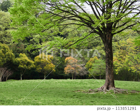 春の公園の新緑の森の風景 113851291