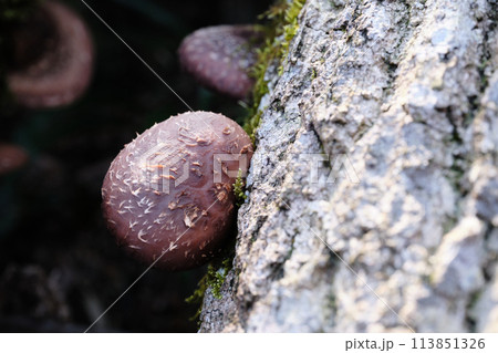 大きく成長した椎茸 大きく成長した椎茸 113851326