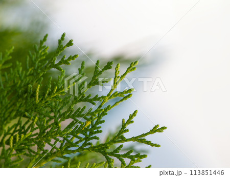 Natural green thuja tree branches, nature background border 113851446