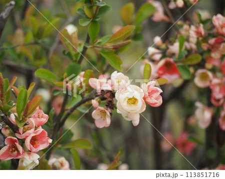 春の花 ボケの花 春の花 ボケの花 113851716