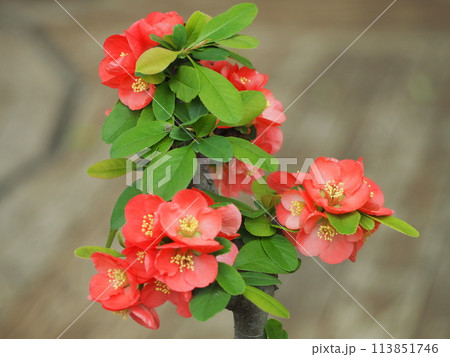 春の花　ボケの花	 113851746