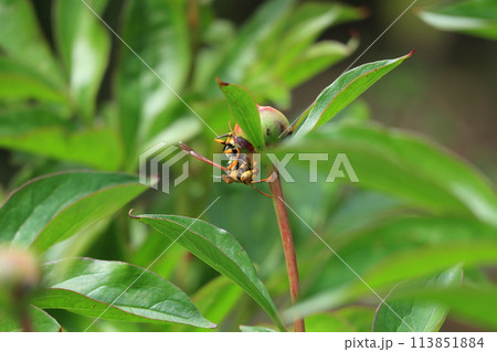 キイロスズメバチ 3 113851884