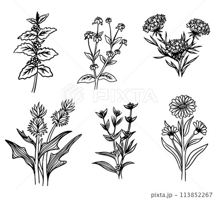 Trendy floral minimalist flowers for logo or decorations. Vintage trendy botanical elements. Wedding herb, elegant leaves for invitation save the date card. 113852267