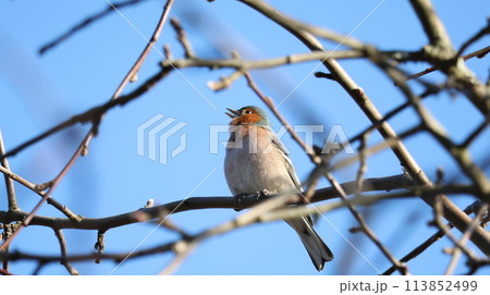 Bird is sitting on the tree Bird is sitting on the tree 113852499