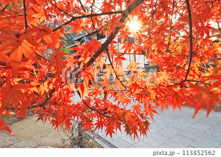 真っ赤に紅葉した美しいモミジに陽射しが差し込む光景 113852562